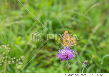 A Painted Lady butterfly sipping nectar from a thistle. A Painted Lady butterfly sipping nectar from a thistle. 140664258