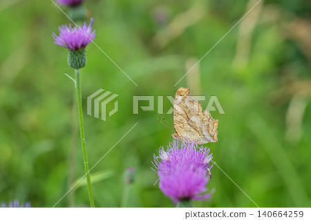 A Painted Lady butterfly sipping nectar from a thistle. 140664259
