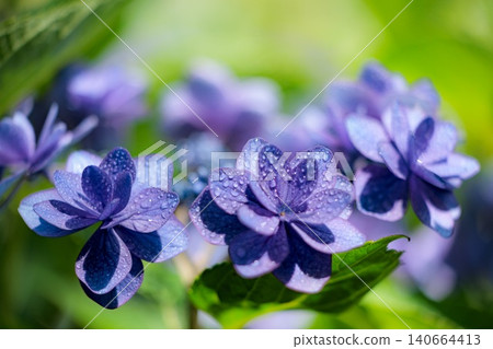 Hydrangeas blooming in vibrant colors under the rainy season sky 140664413