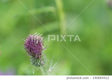 A spotted stink bug perched on a thistle flower. A spotted stink bug perched on a thistle flower. 140664422