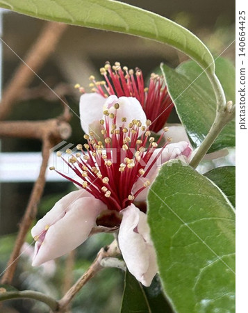 Cute Feijoa Flower Cute Feijoa Flower 140664425