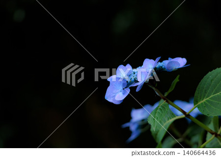Hydrangeas blooming in vibrant colors under the rainy season sky 140664436