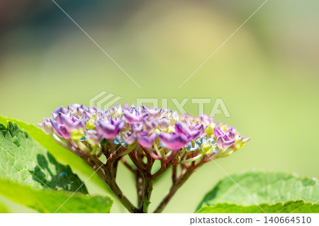 Hydrangeas blooming in vibrant colors under the rainy season sky Hydrangeas blooming in vibrant colors under the rainy season sky 140664510