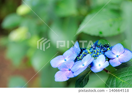 Hydrangeas blooming in vibrant colors under the rainy season sky 140664518