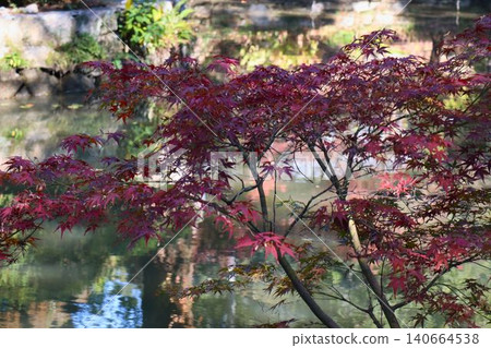 Autumn scenery in a tranquil garden with colorful maple leaves and a pond. Autumn scenery in a tranquil garden with colorful maple leaves and a pond. 140664538