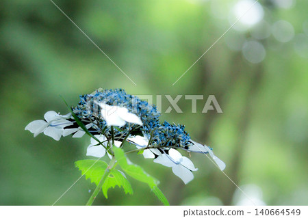 Hydrangeas blooming in vibrant colors under the rainy season sky 140664549