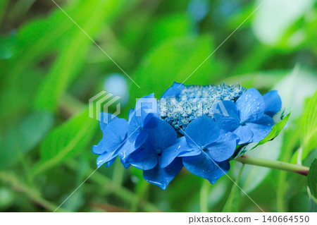 Hydrangeas blooming in vibrant colors under the rainy season sky 140664550