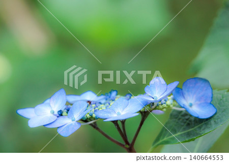 Hydrangeas blooming in vibrant colors under the rainy season sky 140664553