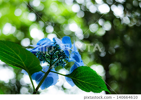Hydrangeas blooming in vibrant colors under the rainy season sky Hydrangeas blooming in vibrant colors under the rainy season sky 140664610