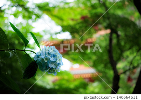 Hydrangeas blooming in vibrant colors under the rainy season sky 140664611