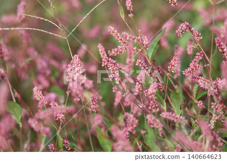 Persicaria longise Persicaria longise 140664623