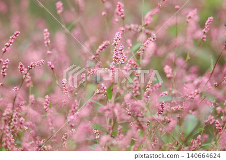 Persicaria longise Persicaria longise 140664624