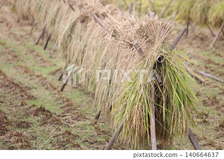 How to dry rice How to dry rice 140664637