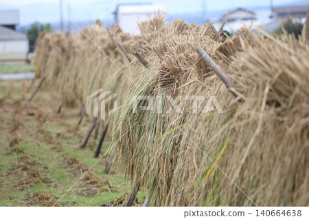 How to dry rice How to dry rice 140664638
