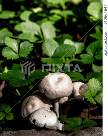 The Mock Strawberry plant for ground cover in the garden The Mock Strawberry plant for ground cover in the garden 140664647