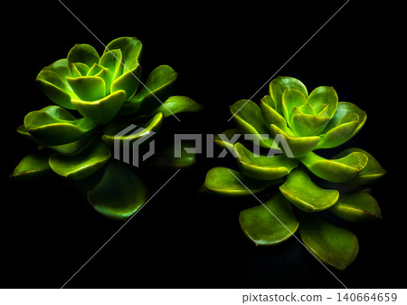 Succulent plant close-up fresh leaves detail of Echeveria Chroma 140664659