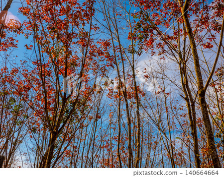 Red leaves of Para rubber trees Plantation forest in the deciduous season Red leaves of Para rubber trees Plantation forest in the deciduous season 140664664
