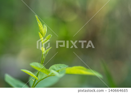 The tips and young leaves of rose branches in the garden. The tips and young leaves of rose branches in the garden. 140664685