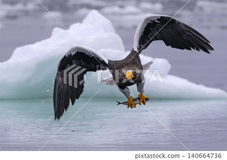 A Steller's sea eagle catches its food source. 140664736