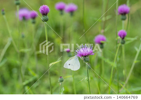 Month fly slice sucking thistle's nectar Month fly slice sucking thistle's nectar 140664769