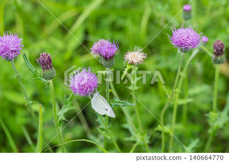 月飛片吸薊的花蜜 月飛片吸薊的花蜜 140664770