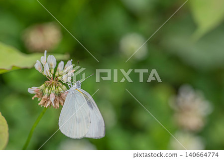 A cabbage white butterfly sipping nectar from a white clover flower. A cabbage white butterfly sipping nectar from a white clover flower. 140664774