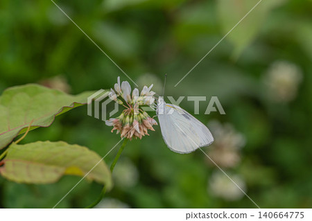 A cabbage white butterfly sipping nectar from a white clover flower. A cabbage white butterfly sipping nectar from a white clover flower. 140664775