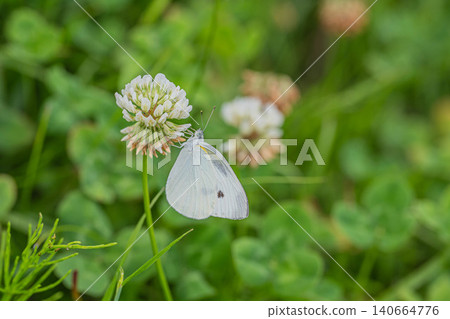 A cabbage white butterfly sipping nectar from a white clover flower. A cabbage white butterfly sipping nectar from a white clover flower. 140664776