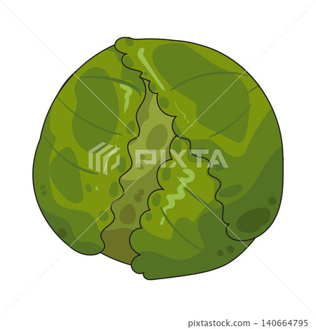 Illustration of Savoy cabbage Illustration of Savoy cabbage 140664795