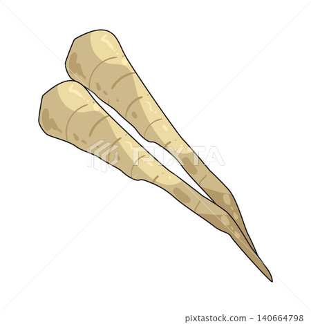Illustration of Parsnip Illustration of Parsnip 140664798