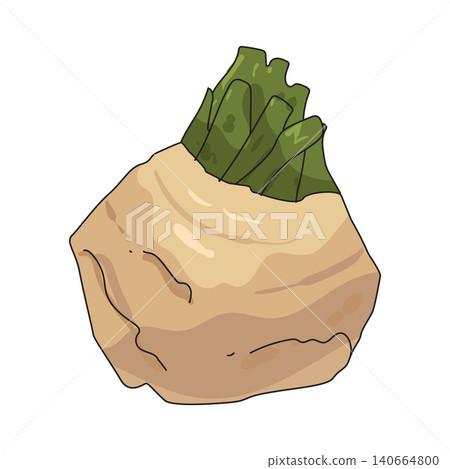 Illustration of Celeriac Vegetable Illustration of Celeriac Vegetable 140664800
