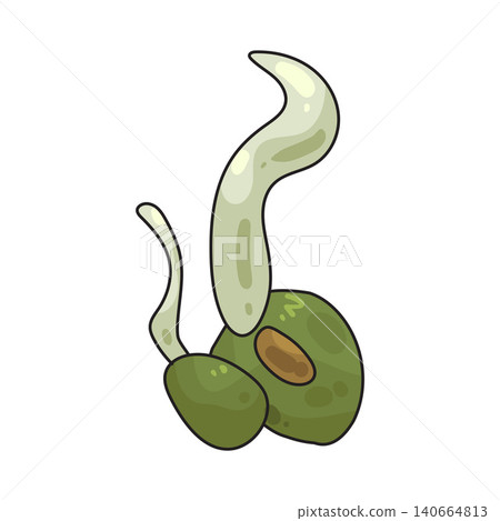 Illustration of Sprouts Illustration of Sprouts 140664813