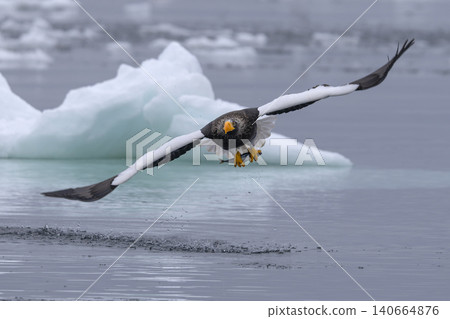 A Steller's sea eagle catches its food source. A Steller's sea eagle catches its food source. 140664876