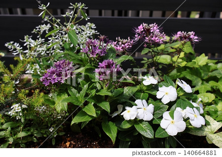 五星級花和長春花種在一起 五星級花和長春花種在一起 140664881