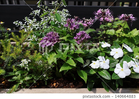 五星級花和長春花種在一起 五星級花和長春花種在一起 140664883