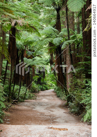 Redwoods - Rotorua Redwoods - Rotorua 140664917