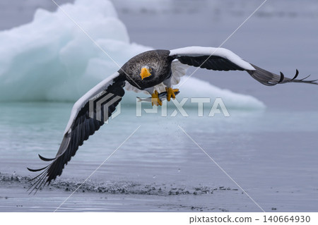 A Steller's sea eagle catches its food source. 140664930