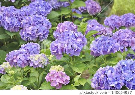 紫色繡球花 紫色繡球花 140664957