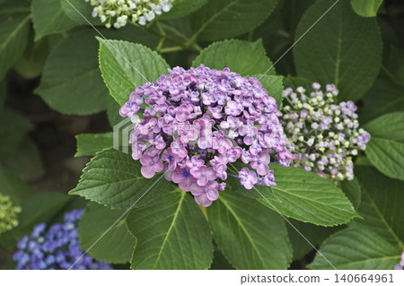 Pink Hydrangea Pink Hydrangea 140664961