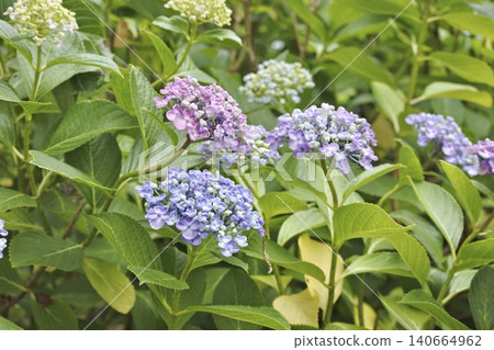 三色旋渦狀花朵的繡球花 三色旋渦狀花朵的繡球花 140664962