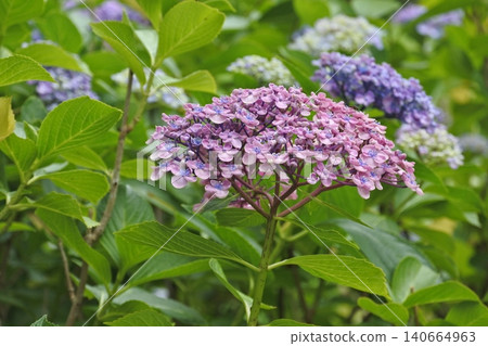 紫色繡球花 紫色繡球花 140664963