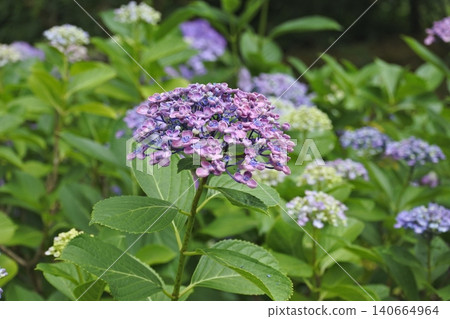 紫色繡球花 140664964