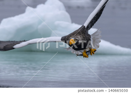 A Steller's sea eagle catches its food source. 140665030