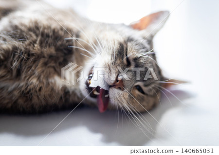 Tabby cat lying on side with tongue out in soft daylight 140665031