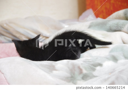 Kitten buried in a blanket Kitten buried in a blanket 140665214