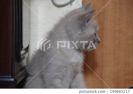 A kitten looking in the distance A kitten looking in the distance 140665217