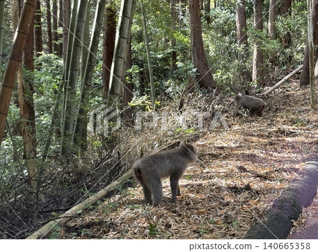 一隻猴子站起來盯著我看。 一隻猴子站起來盯著我看。 140665358