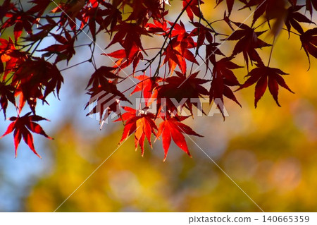 鮮紅的楓葉在藍天的襯托下格外醒目。 140665359