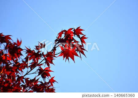 鮮紅的楓葉在藍天的襯托下格外醒目。 140665360