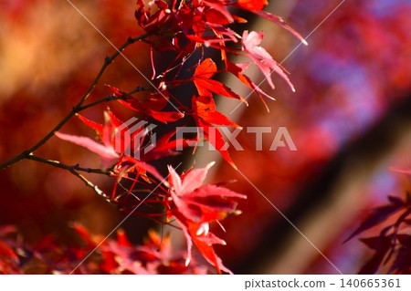 鮮紅的楓葉在藍天的襯托下格外醒目。 鮮紅的楓葉在藍天的襯托下格外醒目。 140665361